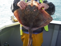 matt-osbourne-with-an-undulate-rar