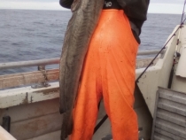16.4 kg ling.