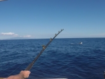 marlin breaks surface