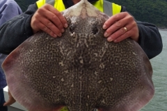 Tim-Ashman-with-Thornback-Ray-2