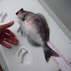 bream-032