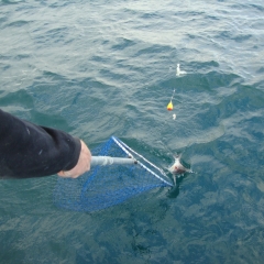 last-fish-on-our-boat-to-the-net
