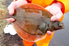 Dab were the most caught fish