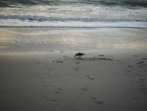 DSCF0503