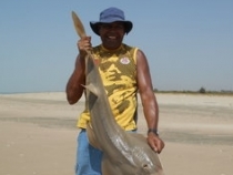 Ivan Wellington Shore Caught Guitarfish 21lb 0oz 2018