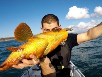 John Locker Boat Caught Ballan Wrasse 6lb 3oz 2019